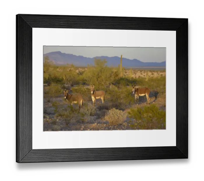 Framed Print : USA, Arizona, Alamo Lake State Park, Wild burros in the desert