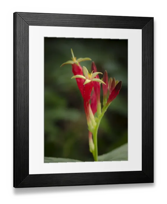 Framed Print : Indian Pink in flower, Spigelia marilandica, Florida wildflower Framed Print : Indian Pink in flower, Spigelia marilandica, Florida wildflower