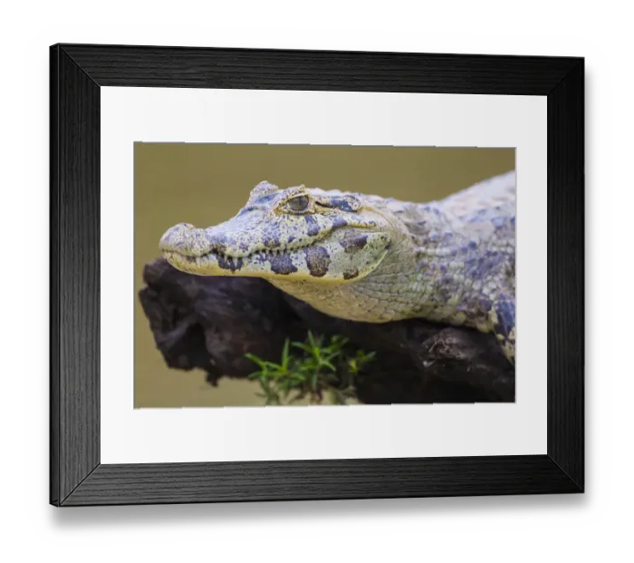 Framed Print : South America. Brazil. A spectacled caiman (Caiman crocodilus) commonly found in the Pantanal Framed Print : South America. Brazil. A spectacled caiman (Caiman crocodilus) commonly found in the Pantanal