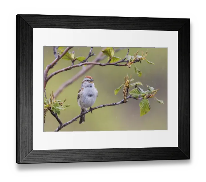 Framed Print : American Tree Sparrow Singing Framed Print : American Tree Sparrow Singing