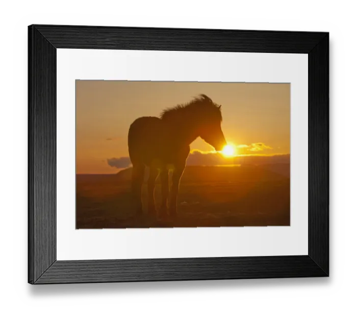 Framed Print : Iceland. Icelandic horse in sunset light Framed Print : Iceland. Icelandic horse in sunset light