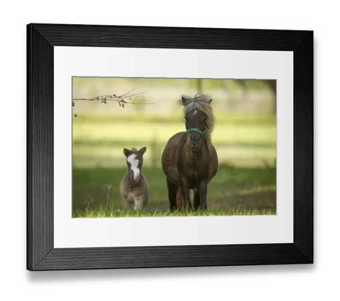 Framed Print : Miniature horse family