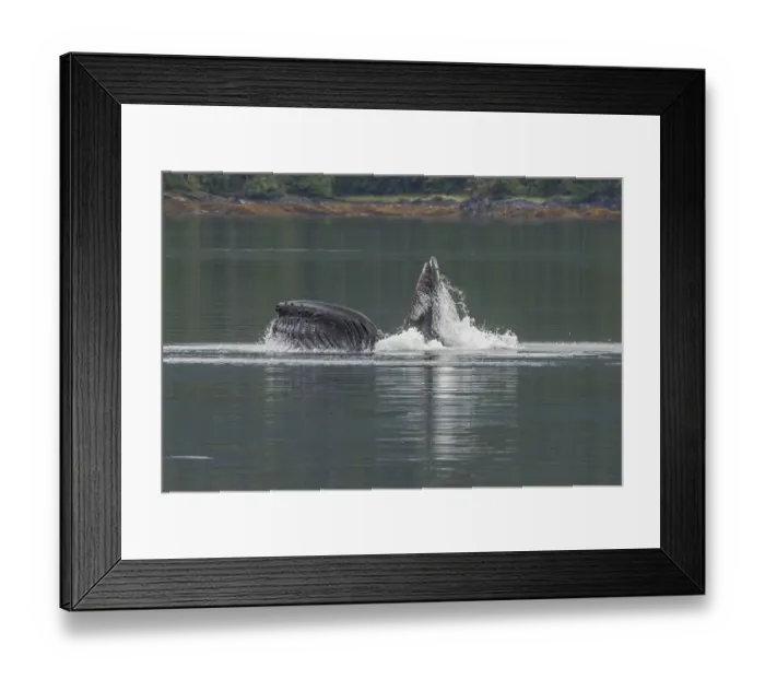 Framed Print : USA, Alaska, Tongass National Forest. Humpback whale lunge feeds Framed Print : USA, Alaska, Tongass National Forest. Humpback whale lunge feeds