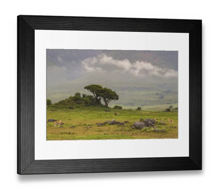 Framed Print : Africa. Tanzania. African lion (Panthera leo) at Ngorongoro crater in the Ngorongoro Framed Print : Africa. Tanzania. African lion (Panthera leo) at Ngorongoro crater in the Ngorongoro