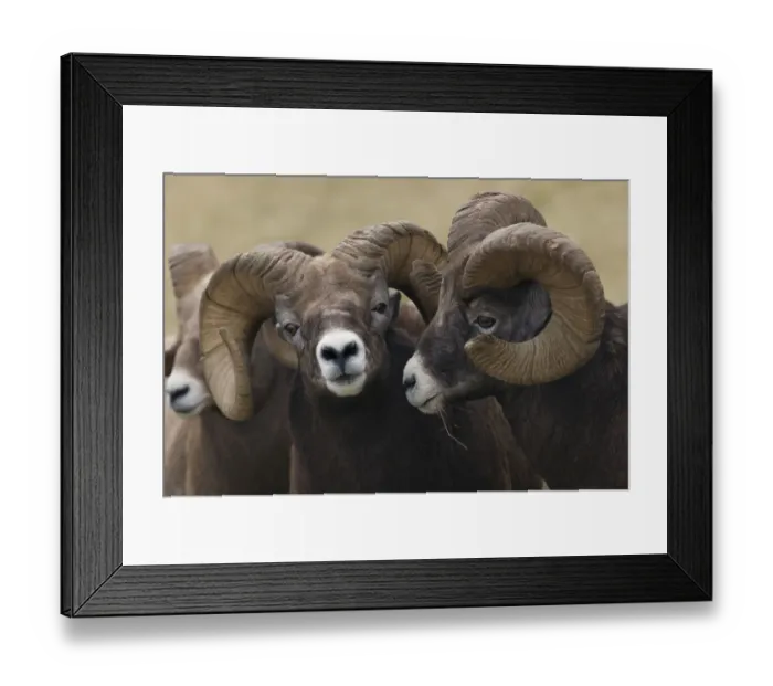 Framed Print : Rocky Mountain Bighorn Sheep Rams Framed Print : Rocky Mountain Bighorn Sheep Rams
