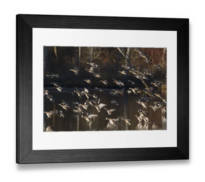 Framed Print : American & Eurasian Wigeon Flock Alighting Framed Print : American & Eurasian Wigeon Flock Alighting
