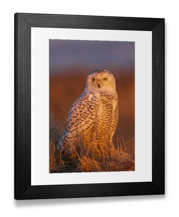 Framed Print : North America; Canada; British Columbia; Snowy Owl Waiting for Prey Framed Print : North America; Canada; British Columbia; Snowy Owl Waiting for Prey