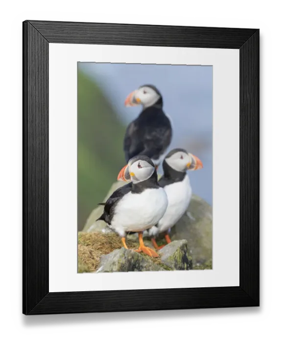 Framed Print : Atlantic Puffin (Fratercula arctica) in a puffinry on Mykines, part of the Faroe