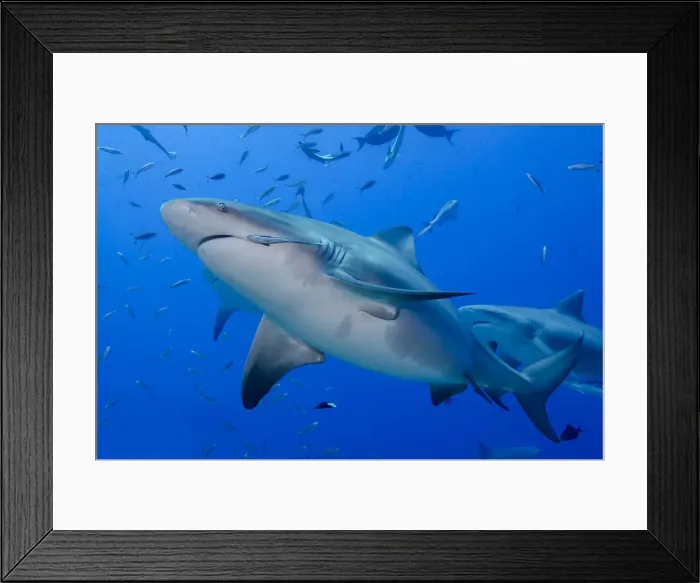 Framed Print : Fiji. Close-up of bull sharks. Credit as: Jones & Shimlock / Jaynes Gallery / DanitaDelimont Framed Print : Fiji. Close-up of bull sharks. Credit as: Jones & Shimlock / Jaynes Gallery / DanitaDelimont