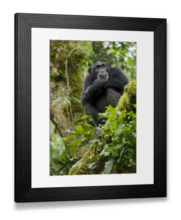 Framed Print : Africa, Uganda, Kibale National Park, Ngogo Chimpanzee Project Framed Print : Africa, Uganda, Kibale National Park, Ngogo Chimpanzee Project