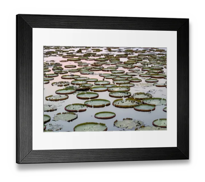 Framed Print : South America, Brazil, The Pantanal, giant lily pad, Victoria amazonica Framed Print : South America, Brazil, The Pantanal, giant lily pad, Victoria amazonica