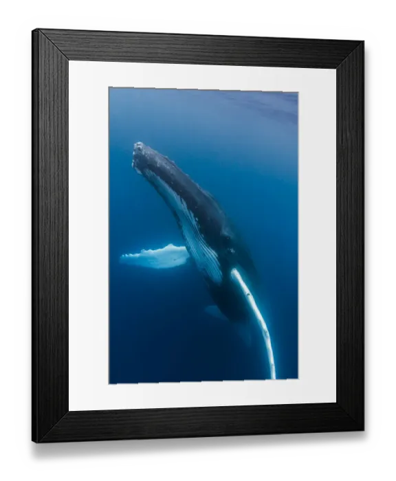 Framed Print : A large humpback whale ascends through the clear blue of the Silver Bank, Dominican Republic Framed Print : A large humpback whale ascends through the clear blue of the Silver Bank, Dominican Republic