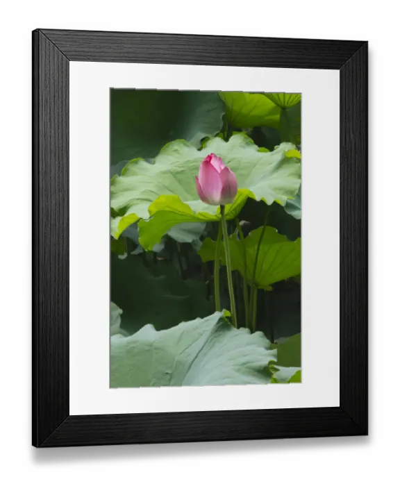 Framed Print : Lotus pond in Humble Administrators Garden, UNESCO World Heritage Site, Suzhou Framed Print : Lotus pond in Humble Administrators Garden, UNESCO World Heritage Site, Suzhou