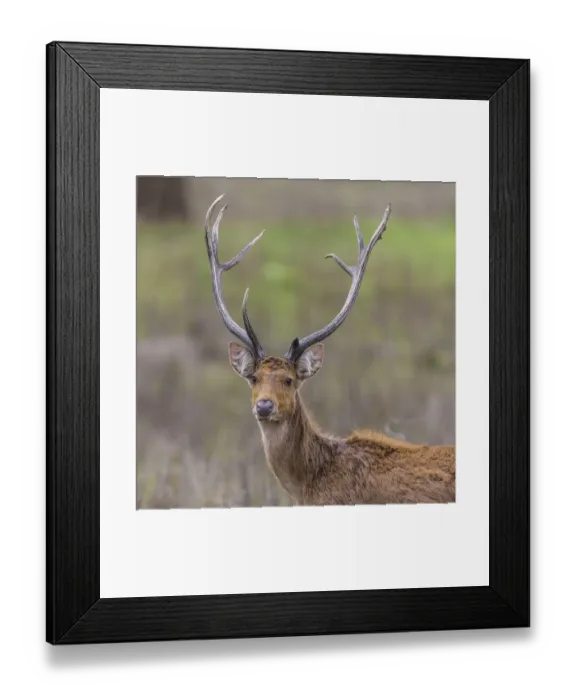 Framed Print : Asia. India. Barasingha, or Southern swamp deer (Rucervus duvaucelii branderi)
