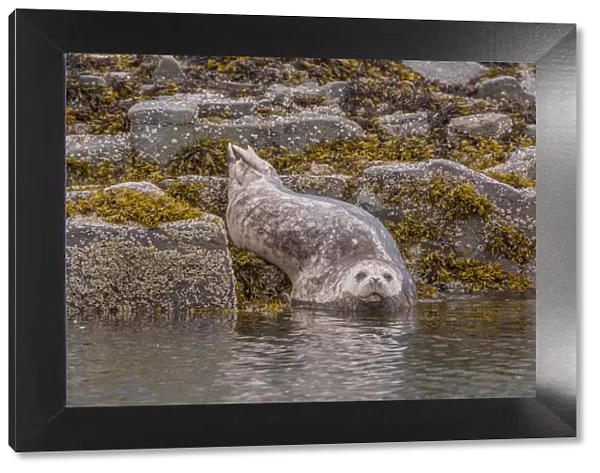 North America, USA, Alaska, Katmai National Park, Kukak Bay. Harbor Seal, Phoca vitulina