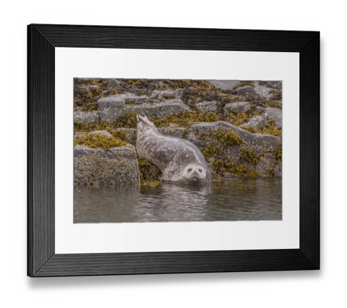 Framed Print : North America, USA, Alaska, Katmai National Park, Kukak Bay. Harbor Seal, Phoca vitulina