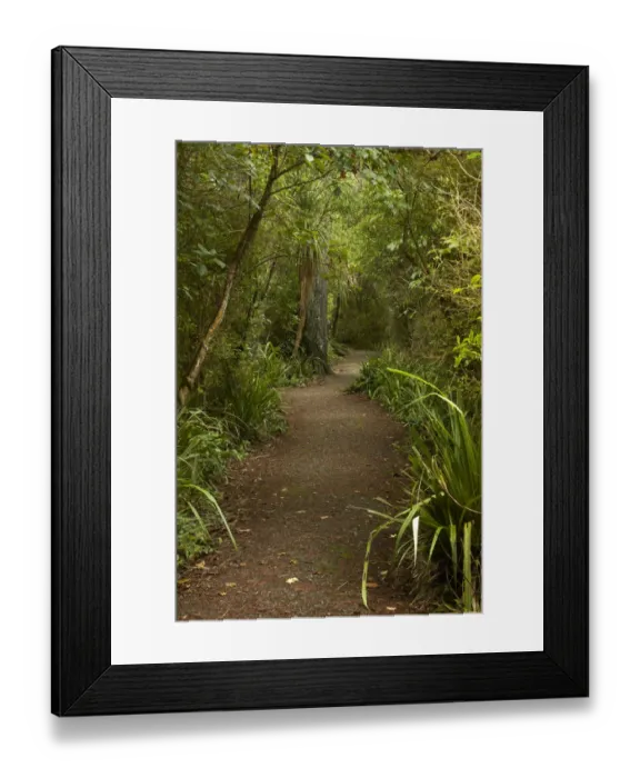 Framed Print : Walking track through remnant forest in Thompsons Bush, Invercargill, Southland, South Island Framed Print : Walking track through remnant forest in Thompsons Bush, Invercargill, Southland, South Island