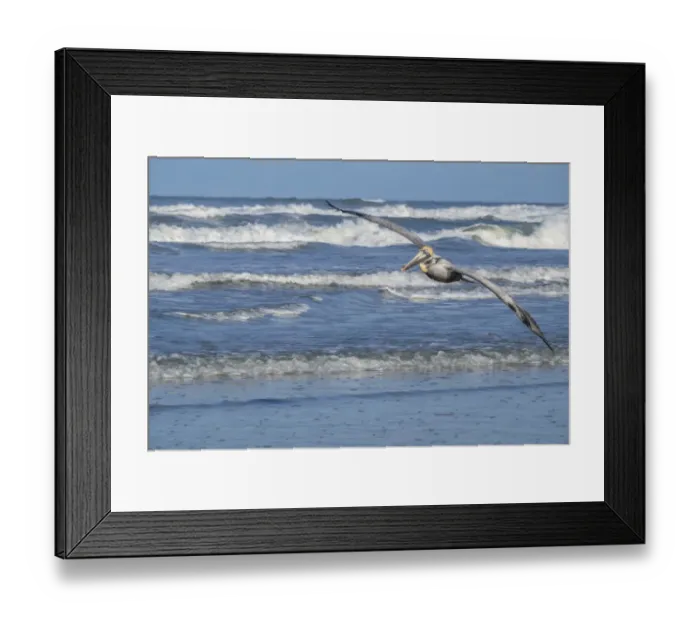 Framed Print : Brown Pelican flying, New Smyrna Beach, Florida, USA