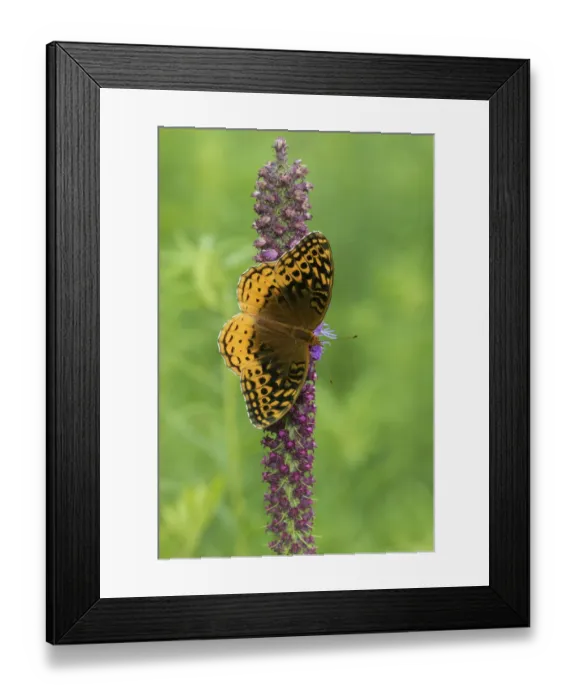Framed Print : 03322-01809 Great Spangled Fritillary (Speyeria cybele) on Prairie Blazing Star