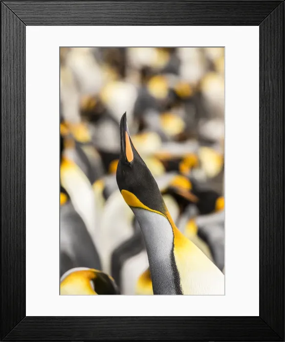 Framed Print : Falkland Islands, East Falkland. King penguin calling Framed Print : Falkland Islands, East Falkland. King penguin calling
