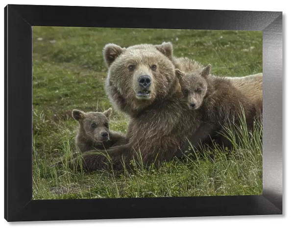 Brown bear sow and cubs, Katmai National Park, Alaska, USA