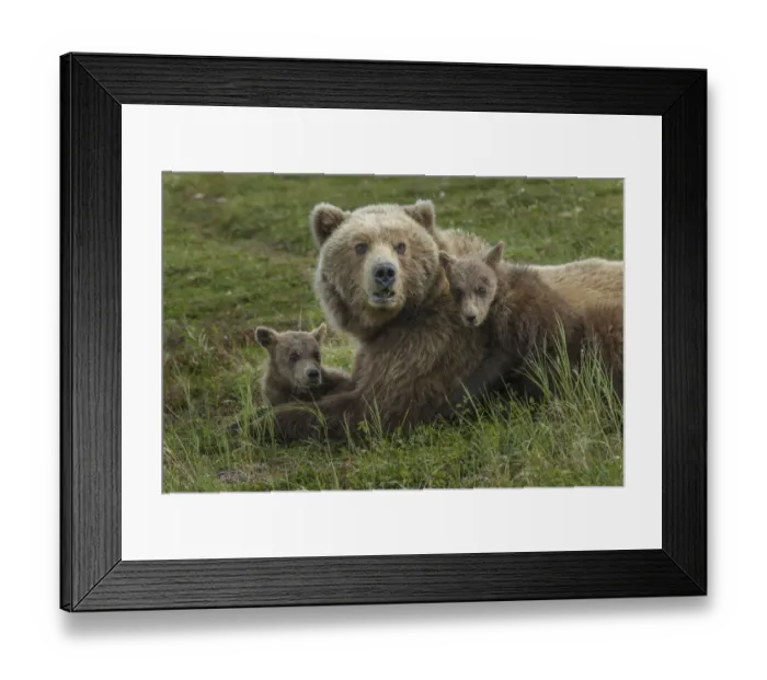 Framed Print : Brown bear sow and cubs, Katmai National Park, Alaska, USA