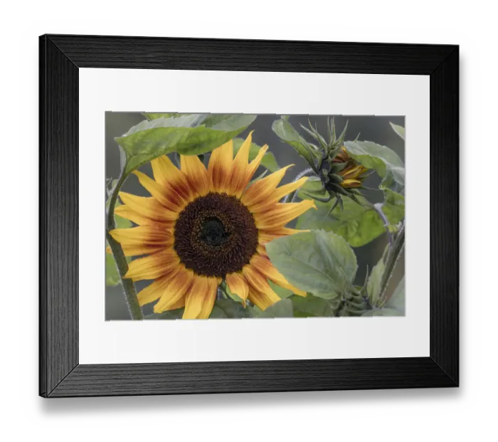 Framed Print : USA, Alaska, Chena Hot Springs. Close-up of sunflower plant Framed Print : USA, Alaska, Chena Hot Springs. Close-up of sunflower plant