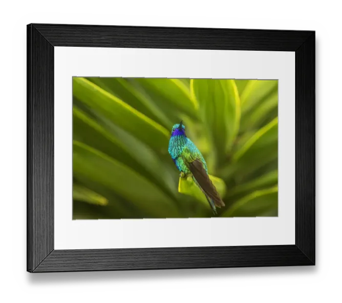 Framed Print : South America, Equador, Nono. Sparkling violet-ear on leaf Framed Print : South America, Equador, Nono. Sparkling violet-ear on leaf