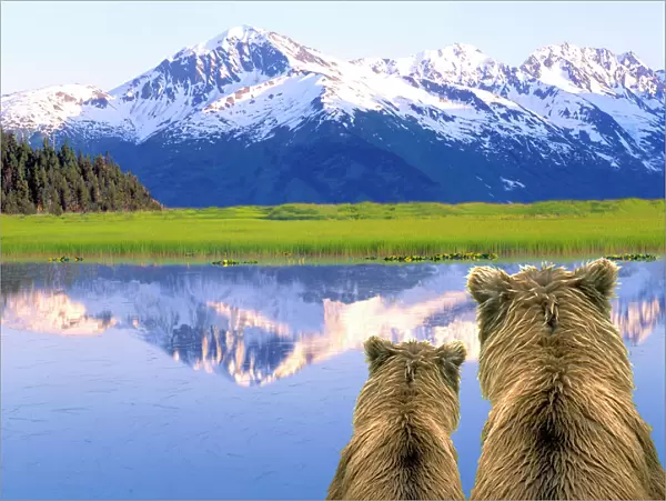 Alaska Brown Bears (Ursus arctos) Alaska, Digital Composite