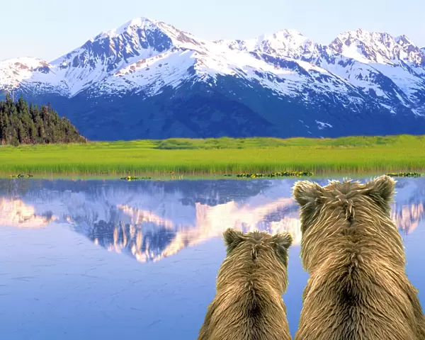 Alaska Brown Bears (Ursus arctos) Alaska, Digital Composite