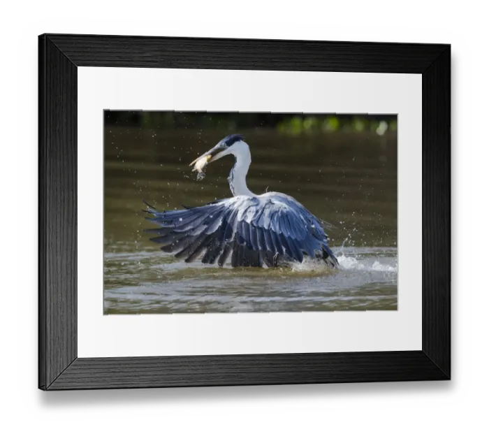 Framed Print : South America, Brazil, The Pantanal, Rio Claro, cocoi heron, Ardea cocoi