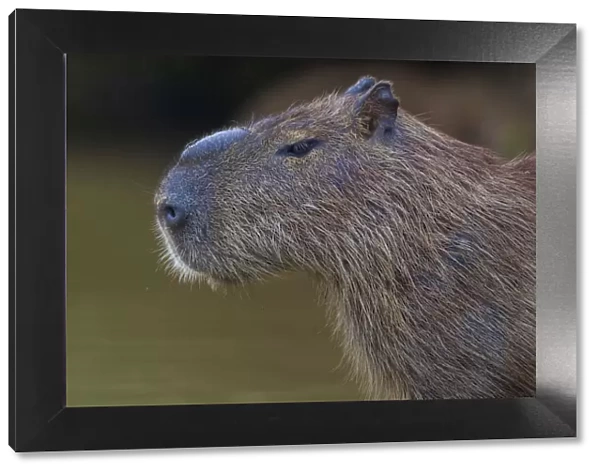 South America. Brazil. A capybara (Hydrochoerus hydrochaeris) is a rodent commonly