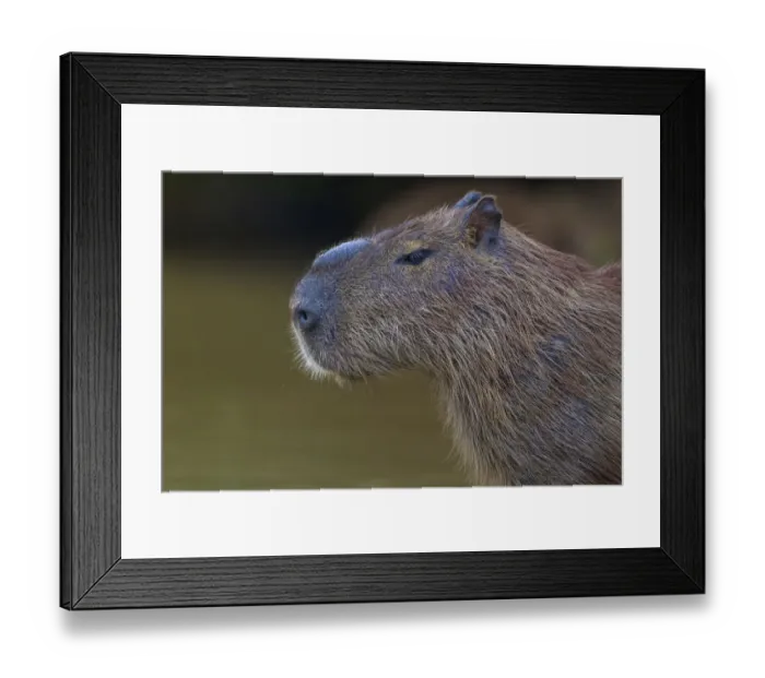 Framed Print : South America. Brazil. A capybara (Hydrochoerus hydrochaeris) is a rodent commonly