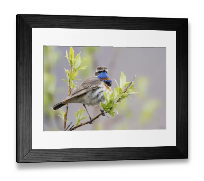 Framed Print : Bluethroat Framed Print : Bluethroat