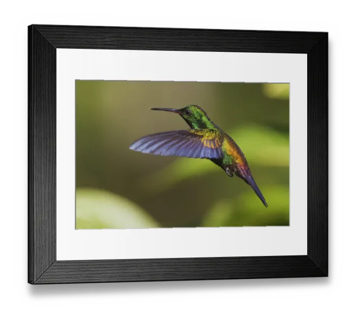 Framed Print : Copper-rumped Hummingbird Framed Print : Copper-rumped Hummingbird