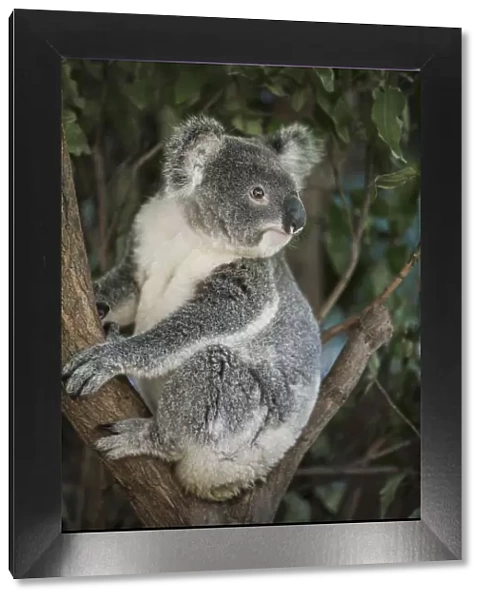 Australia, Queensland. Koala bear in tree