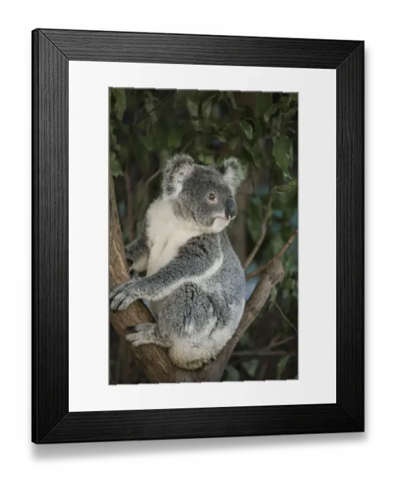 Framed Print : Australia, Queensland. Koala bear in tree Framed Print : Australia, Queensland. Koala bear in tree