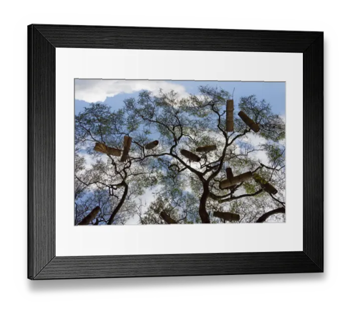 Framed Print : Beehives on acacia tree, Arba Minch, Southern Nations, Nationalities, and Peoples Region