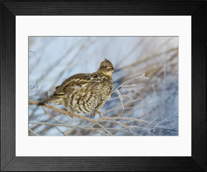 Framed Print : Ruffed Grouse; frosty winter morning Framed Print : Ruffed Grouse; frosty winter morning