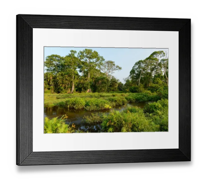 Framed Print : Lango Bai. Odzala-Kokoua National Park. Cuvette-Ouest Region. Republic of the Congo