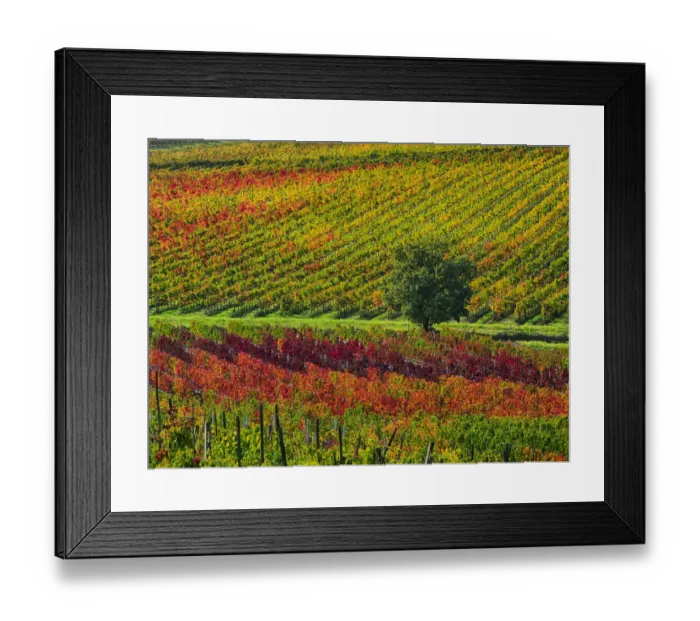 Framed Print : Europe; Italy Montepulciano; Autumn Vinyards in full color near Montepulciano