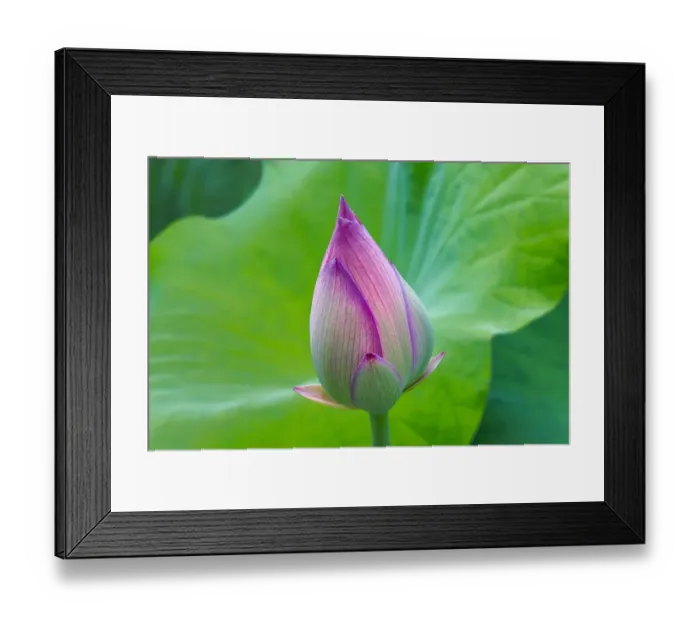 Framed Print : Lotus bud, Fujian Province, China