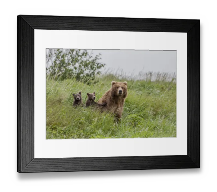 Framed Print : North America, USA, Alaska, Katmai National Park, Hallo Bay. Coastal Brown Bear, Grizzly Framed Print : North America, USA, Alaska, Katmai National Park, Hallo Bay. Coastal Brown Bear, Grizzly