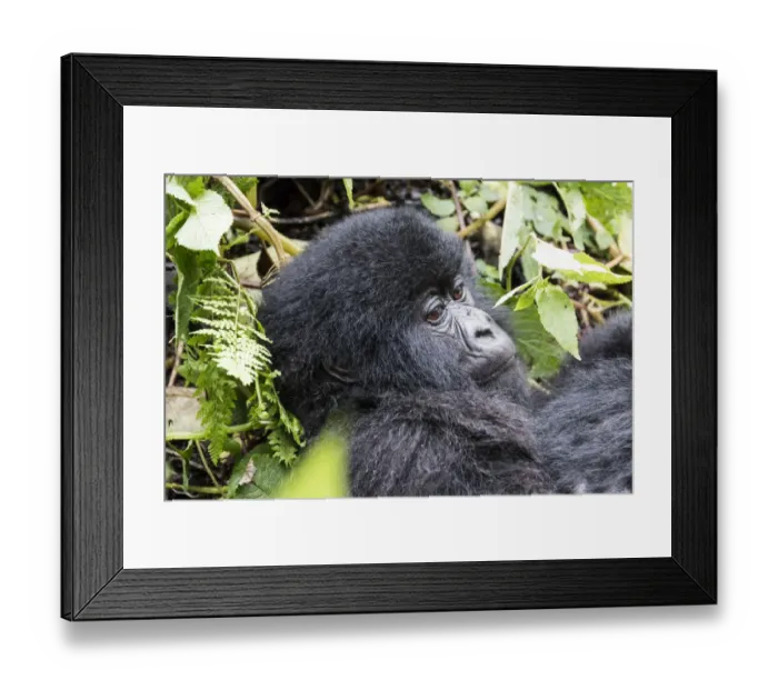 Framed Print : Africa, Rwanda, Musanze District, Volcanoes National Park, Ruhengeri, Kinigi. Gorilla Framed Print : Africa, Rwanda, Musanze District, Volcanoes National Park, Ruhengeri, Kinigi. Gorilla