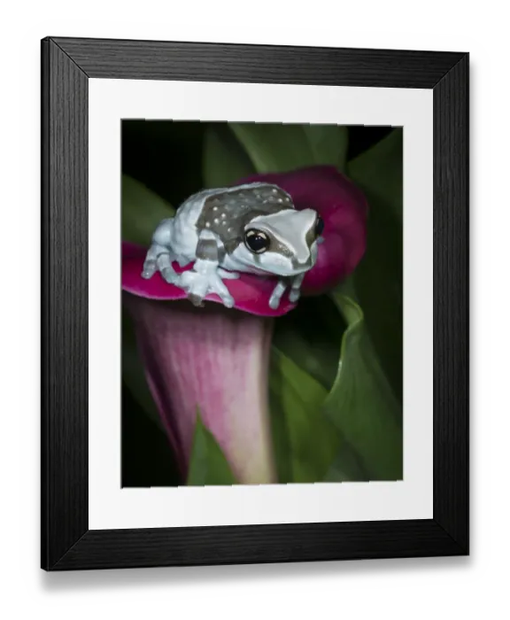 Framed Print : Blue milk frog, Mission golden-eye tree frog, Amazon milk frog, Trachycephalus resinifictrix Framed Print : Blue milk frog, Mission golden-eye tree frog, Amazon milk frog, Trachycephalus resinifictrix