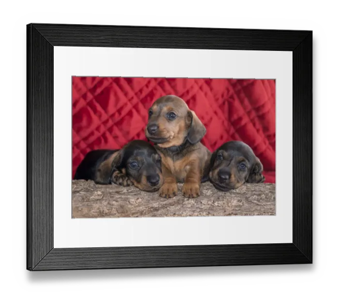 Framed Print : Doxen Puppies on log MR Framed Print : Doxen Puppies on log MR