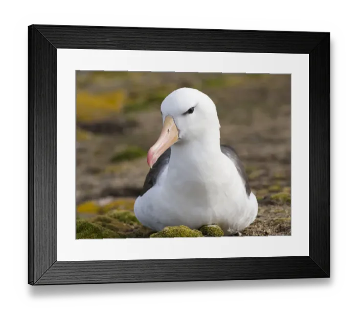 Framed Print : Black-browed Albatross ( Thalassarche melanophris ) or Mollymawk. South America Framed Print : Black-browed Albatross ( Thalassarche melanophris ) or Mollymawk. South America