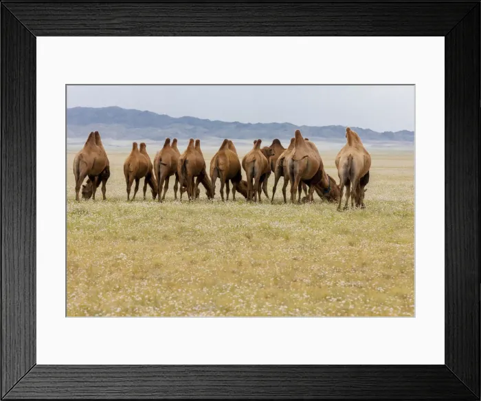 Framed Print : Bactrian Camel Herd. Gobi Desert. Mongolia