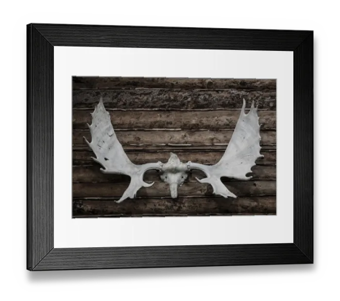 Framed Print : USA, Alaska, Wiseman. Moose antlers on log cabin wall Framed Print : USA, Alaska, Wiseman. Moose antlers on log cabin wall