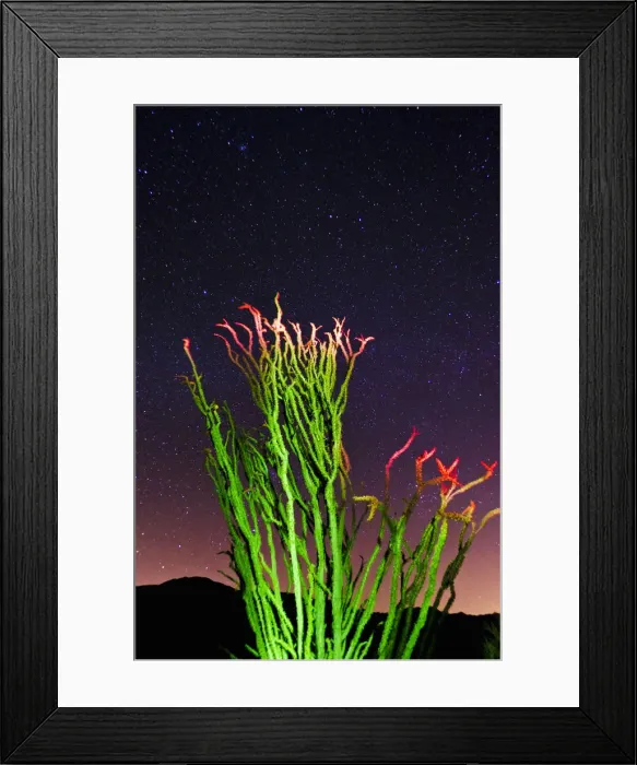 Framed Print : Ocotillo under the Milky Way, Anza-Borrego Desert State Park, California USA Framed Print : Ocotillo under the Milky Way, Anza-Borrego Desert State Park, California USA